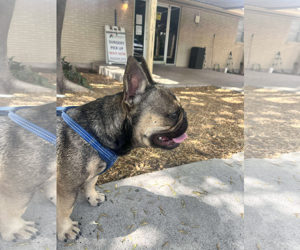 Medium Photo #2 French Bulldog Puppy For Sale in Dumont, NJ, USA