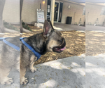 Small #1 French Bulldog