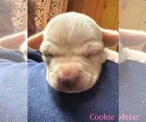 Chihuahua-Unknown Mix Dogs for adoption in New York, NY, USA