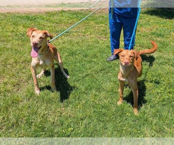 Medium Photo #2 Mutt Puppy For Sale in Shelburne, VT, USA