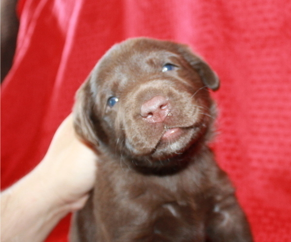 Medium Photo #8 Labrador Retriever Puppy For Sale in PUEBLO, CO, USA
