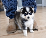 Small #4 Pomsky