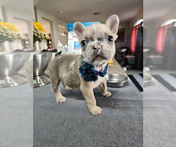 Medium Photo #7 French Bulldog Puppy For Sale in Lake Elsinore, CA, USA