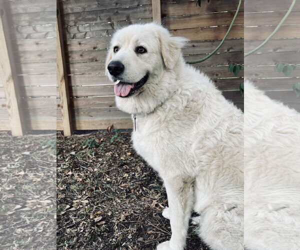 Medium Photo #2 Great Pyrenees Puppy For Sale in Spring, TX, USA
