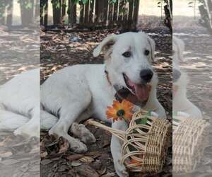 Geralt - Male Great Pyrenees Dog for Adoption - Photo #4