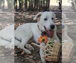 Small Photo #4 Great Pyrenees Puppy For Sale in Bend, OR, USA