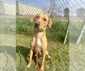 Labrador Retriever-Unknown Mix Dogs for adoption in Conroe, TX, USA
