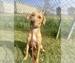 Small Labrador Retriever Mix