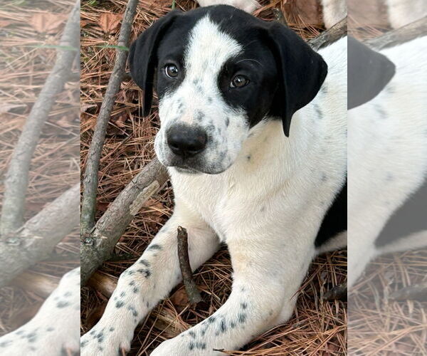Medium Photo #2 Labrador Retriever-Unknown Mix Puppy For Sale in Rockaway, NJ, USA