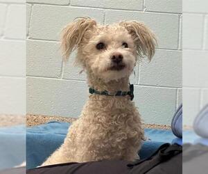 Poodle (Miniature) Dogs for adoption in Brighton, CO, USA