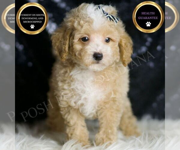 Medium Photo #1 Maltipoo Puppy For Sale in WARSAW, IN, USA