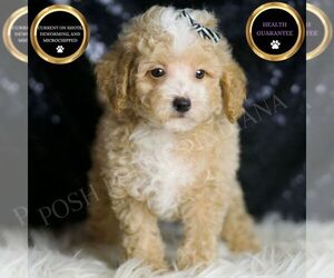 Maltipoo Puppy for sale in WARSAW, IN, USA