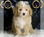 Small Maltipoo