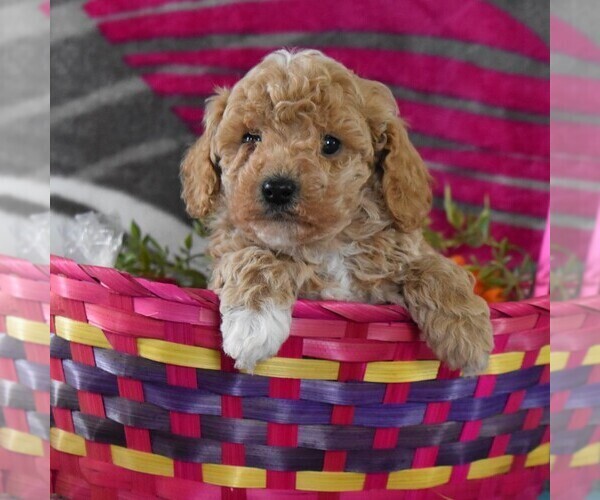 Medium Photo #2 Poodle (Toy) Puppy For Sale in GORDONVILLE, PA, USA