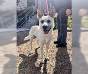 Mutt Dogs for adoption in Salinas, CA, USA