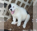 Small Photo #8 Australian Shepherd-Great Pyrenees Mix Puppy For Sale in RIDGELAND, SC, USA