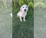 Small #24 Golden Retriever