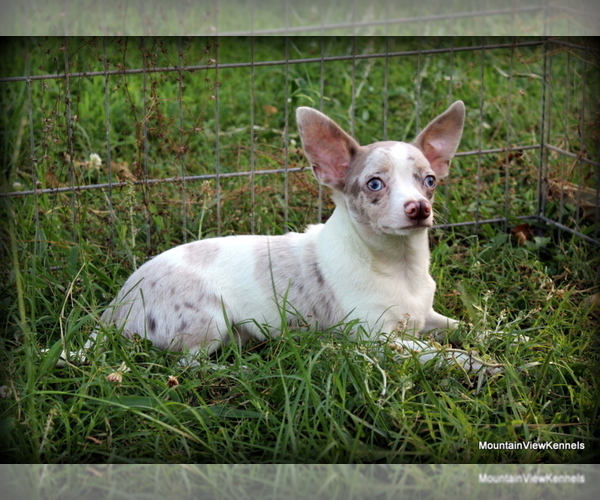 Medium Photo #1 Chihuahua Puppy For Sale in WISTER, OK, USA
