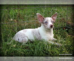 Image preview for Ad Listing. Nickname: Merle Caleb