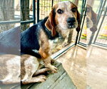 Small #3 Beagle