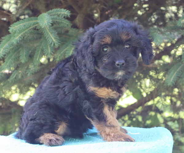 Medium Photo #2 Cavapoo Puppy For Sale in THORP, WI, USA
