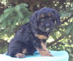 Small #1 Cavapoo