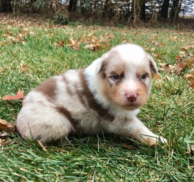 Medium Photo #5 Australian Shepherd Puppy For Sale in ROBERTS, IL, USA