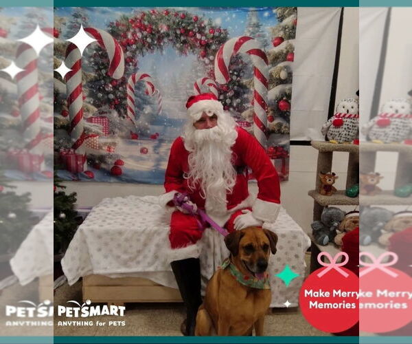 Medium Photo #6 Black Mouth Cur-German Shepherd Dog Mix Puppy For Sale in Evansville, IN, USA