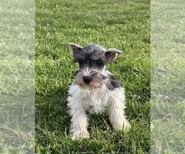 Medium Photo #2 Schnauzer (Miniature) Puppy For Sale in CANOGA, NY, USA