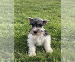 Small #1 Schnauzer (Miniature)
