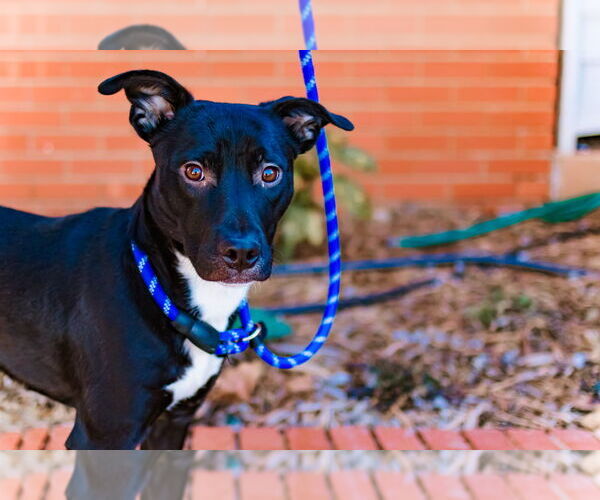 Medium Photo #2 American Staffordshire Terrier-Boston Terrier Mix Puppy For Sale in OKLAHOMA CITY, OK, USA