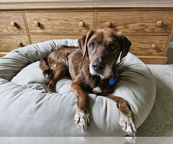 Medium Photo #5 Labrador Retriever-Unknown Mix Puppy For Sale in St. Louis Park, MN, USA