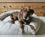 Small #4 Labrador Retriever Mix