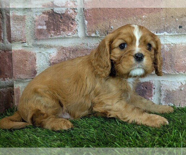 Medium Photo #8 Cavalier King Charles Spaniel Puppy For Sale in MOBERLY, MO, USA