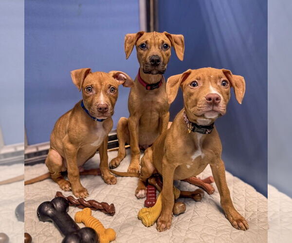 Medium Photo #10 Mutt Puppy For Sale in Philadelphia, PA, USA