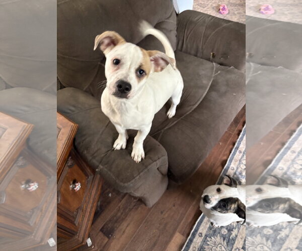 Medium Photo #6 American Pit Bull Terrier-Pekingese Mix Puppy For Sale in Rootstown, OH, USA