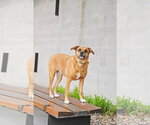 Small #27 Labrador Retriever Mix