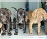Small Photo #3 German Wirehaired Pointer-Vizsla Mix Puppy For Sale in ARLINGTON, NJ, USA