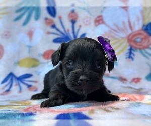 Poodle (Toy)-YorkiePoo Mix Puppy for sale in LANCASTER, PA, USA