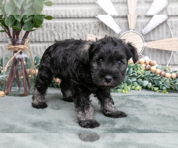 Medium Photo #37 Schnauzer (Miniature) Puppy For Sale in BALTIC, OH, USA