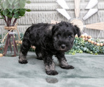Small Photo #37 Schnauzer (Miniature) Puppy For Sale in BALTIC, OH, USA