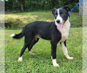 Border Collie-Unknown Mix Dogs for adoption in Wetumpka, AL, USA