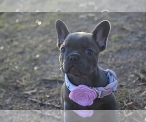 French Bulldog Puppy for sale in LANE, OK, USA