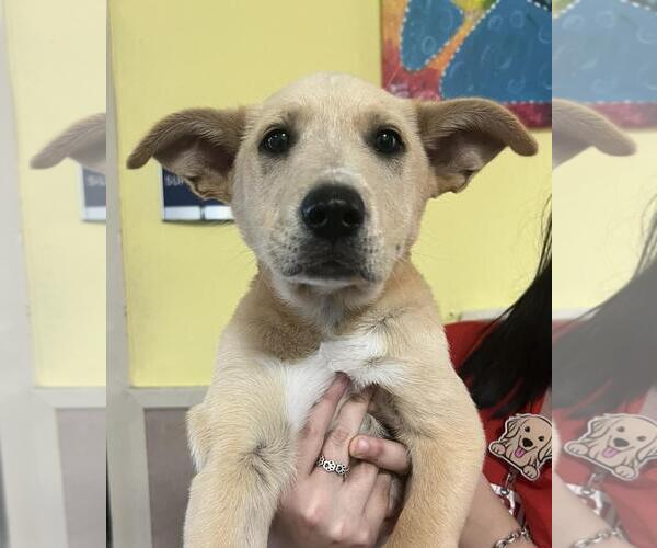 Medium Photo #2 Labrenees Puppy For Sale in Rockwall, TX, USA