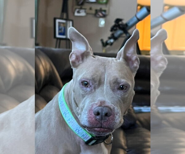 Medium Photo #14 American Pit Bull Terrier-Unknown Mix Puppy For Sale in Germantown, OH, USA