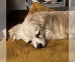 Small #11 Pekingese Mix