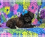 Small Photo #5 Poodle (Miniature)-ShihPoo Mix Puppy For Sale in LINCOLN UNIVERSITY, PA, USA