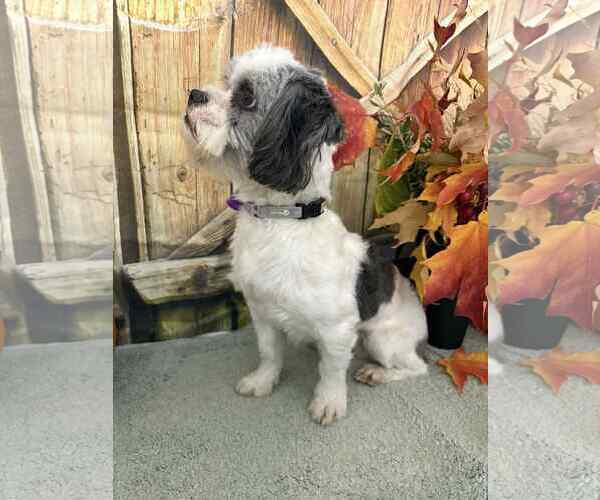 Medium Photo #2 Shih Tzu-Unknown Mix Puppy For Sale in Mukwonago, WI, USA