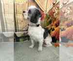Small #1 Shih Tzu Mix
