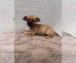 Small #4 Chiweenie-Jack Russell Terrier Mix